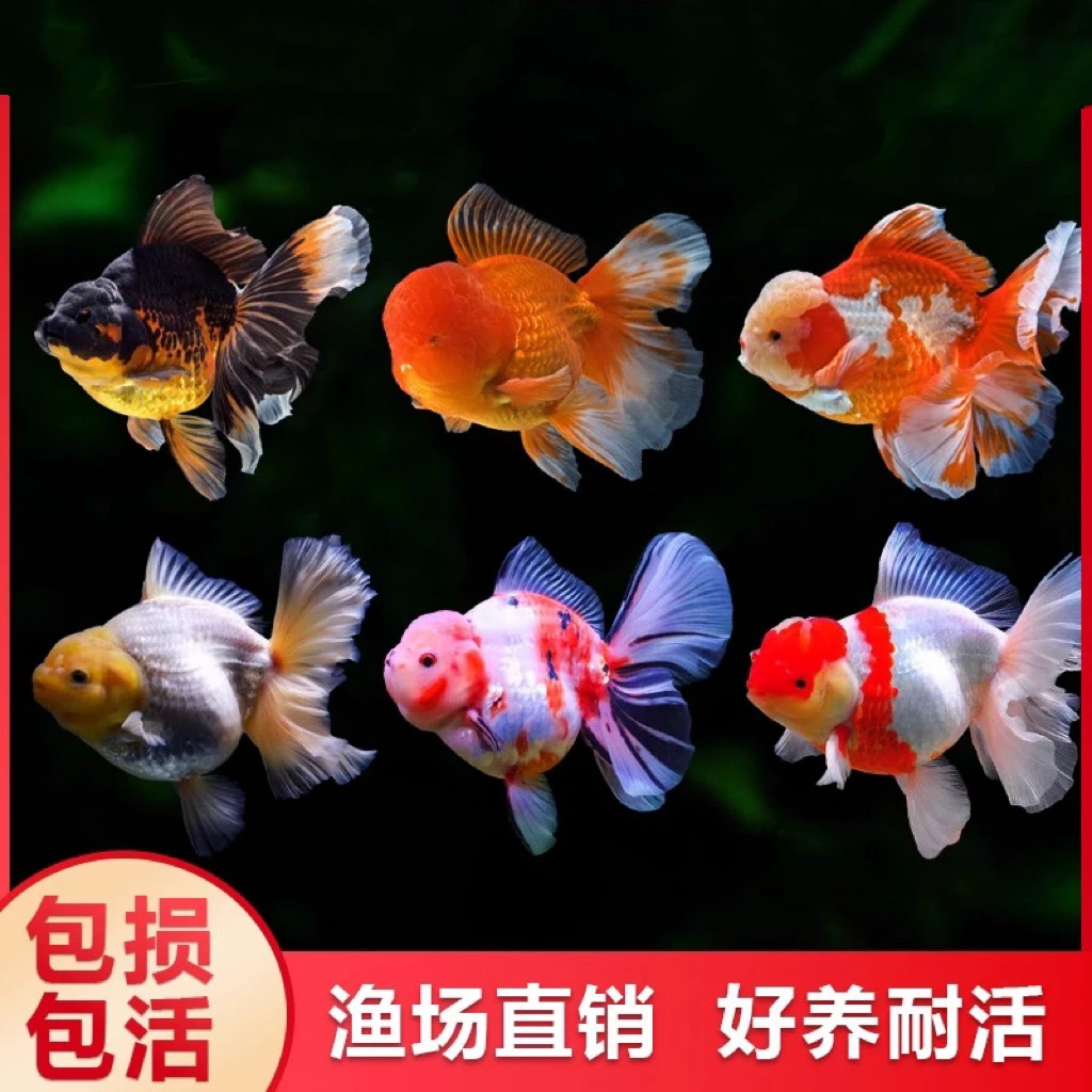 精品国粹大金鱼6-8公分包邮到家15尾品种混搭颜色随机不指定