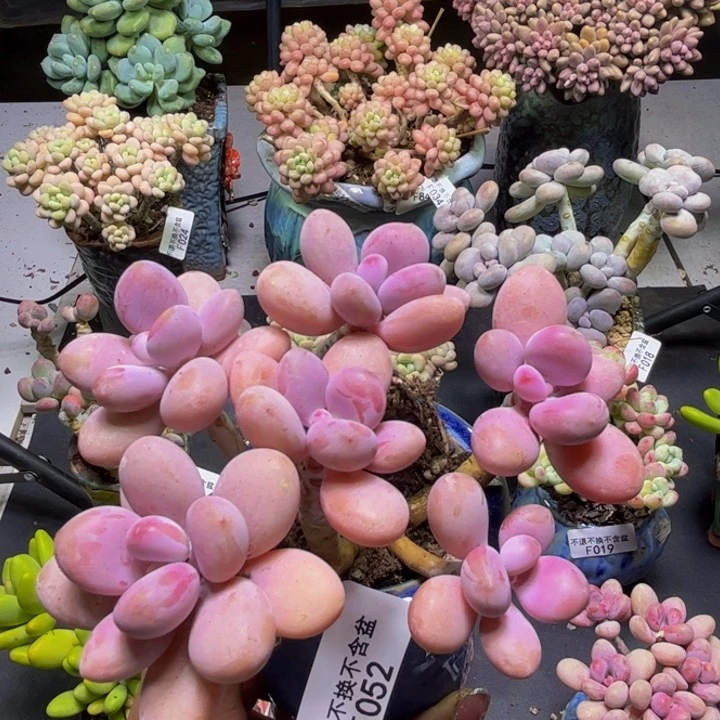 大***酱糖果桃蛋052/10cm多肉