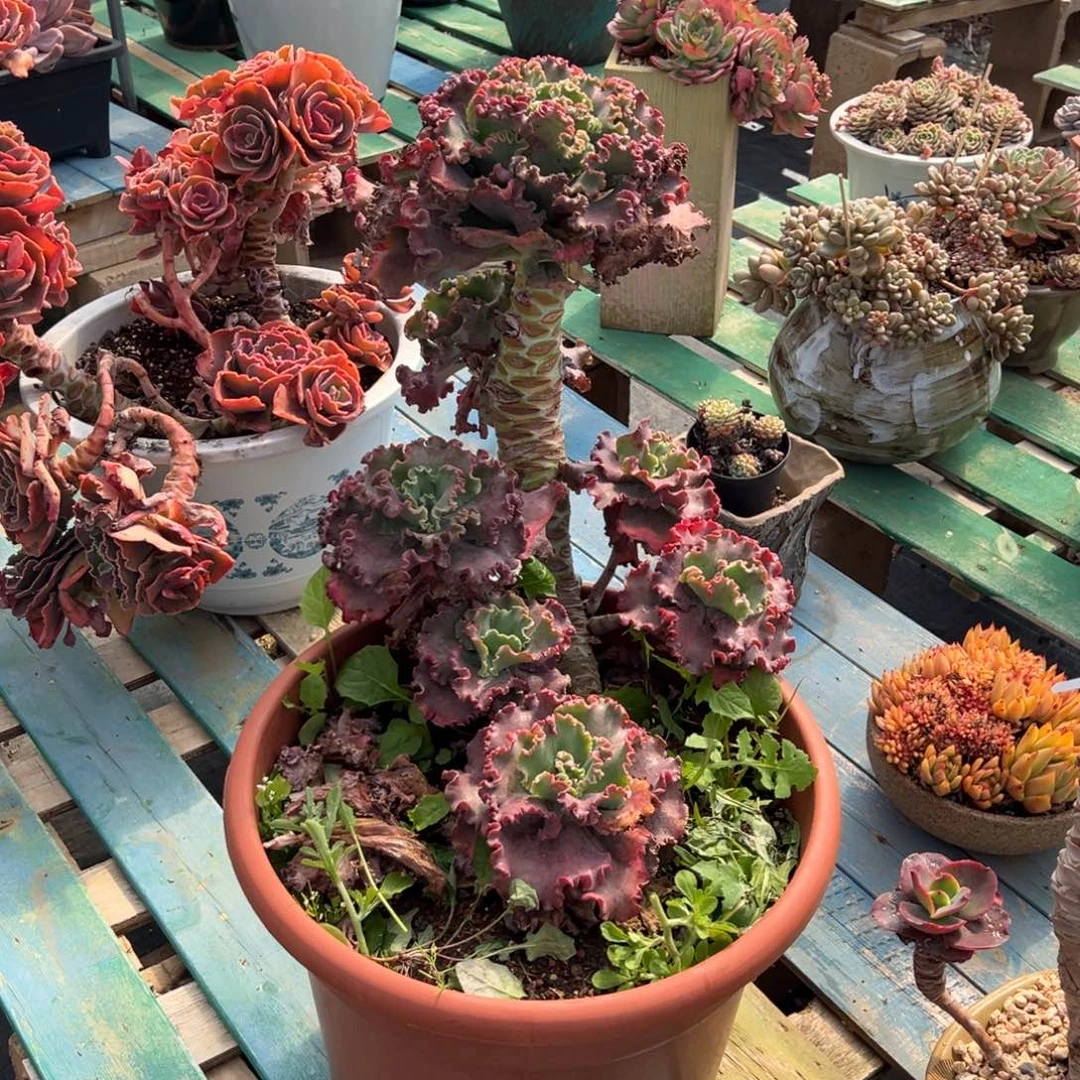 女王花笠裸肉物流到付寄养