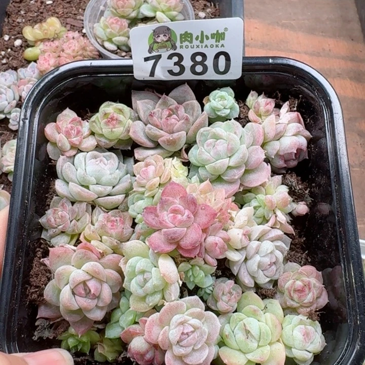 多肉植物多肉植物