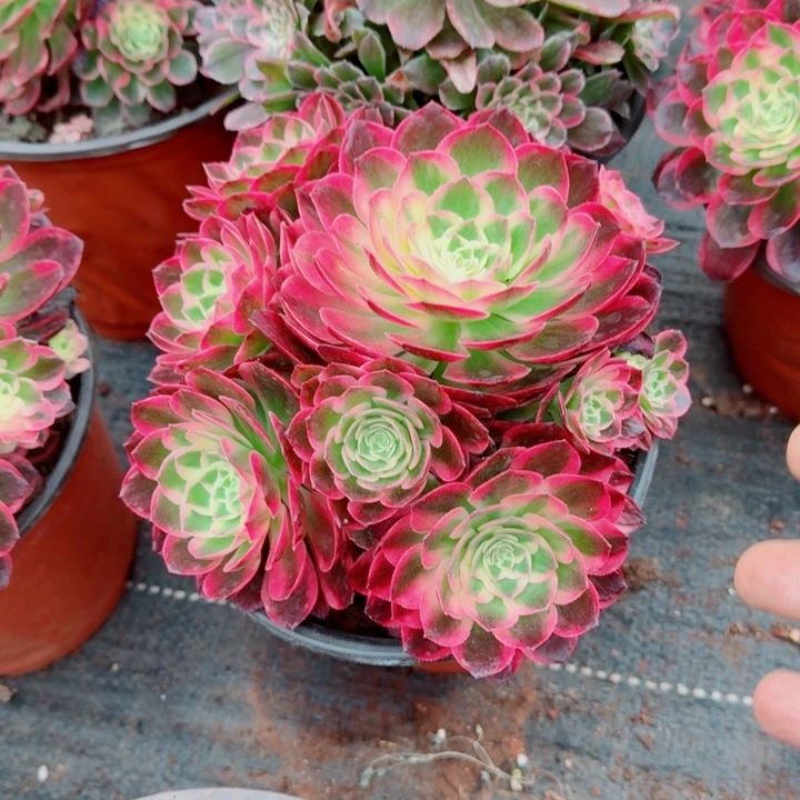 海仙手捧花啊啊啊