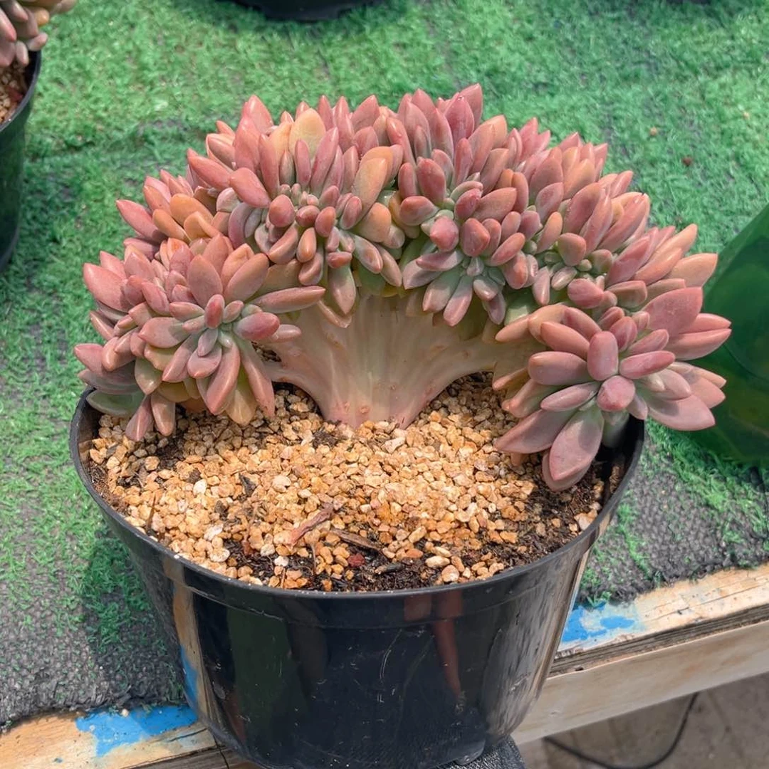 桃花源小树缀588999999