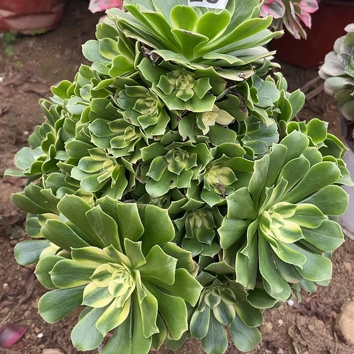 284辛尼亚多肉植物