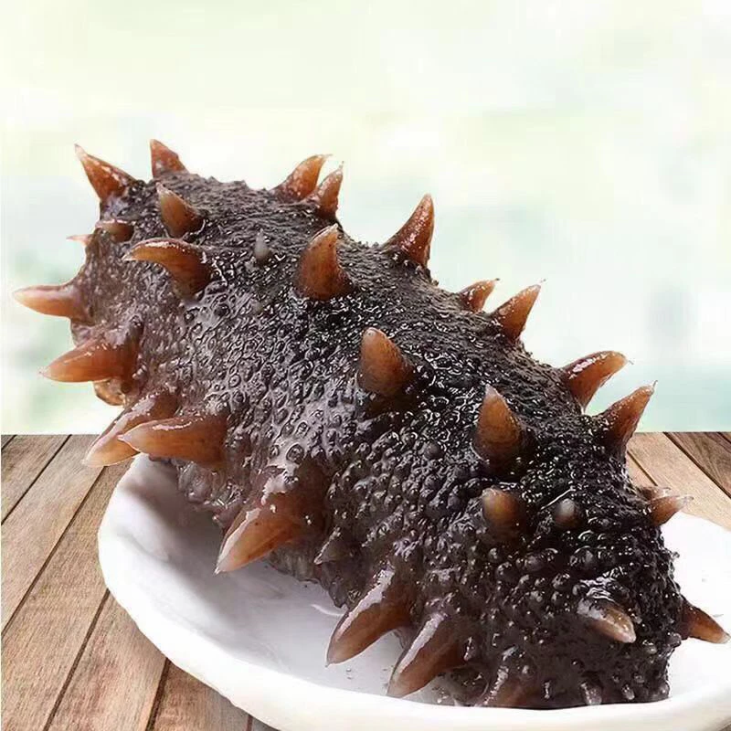 9A鲜食海参活参鲜蒸辽参即食Q弹口感现场挑选