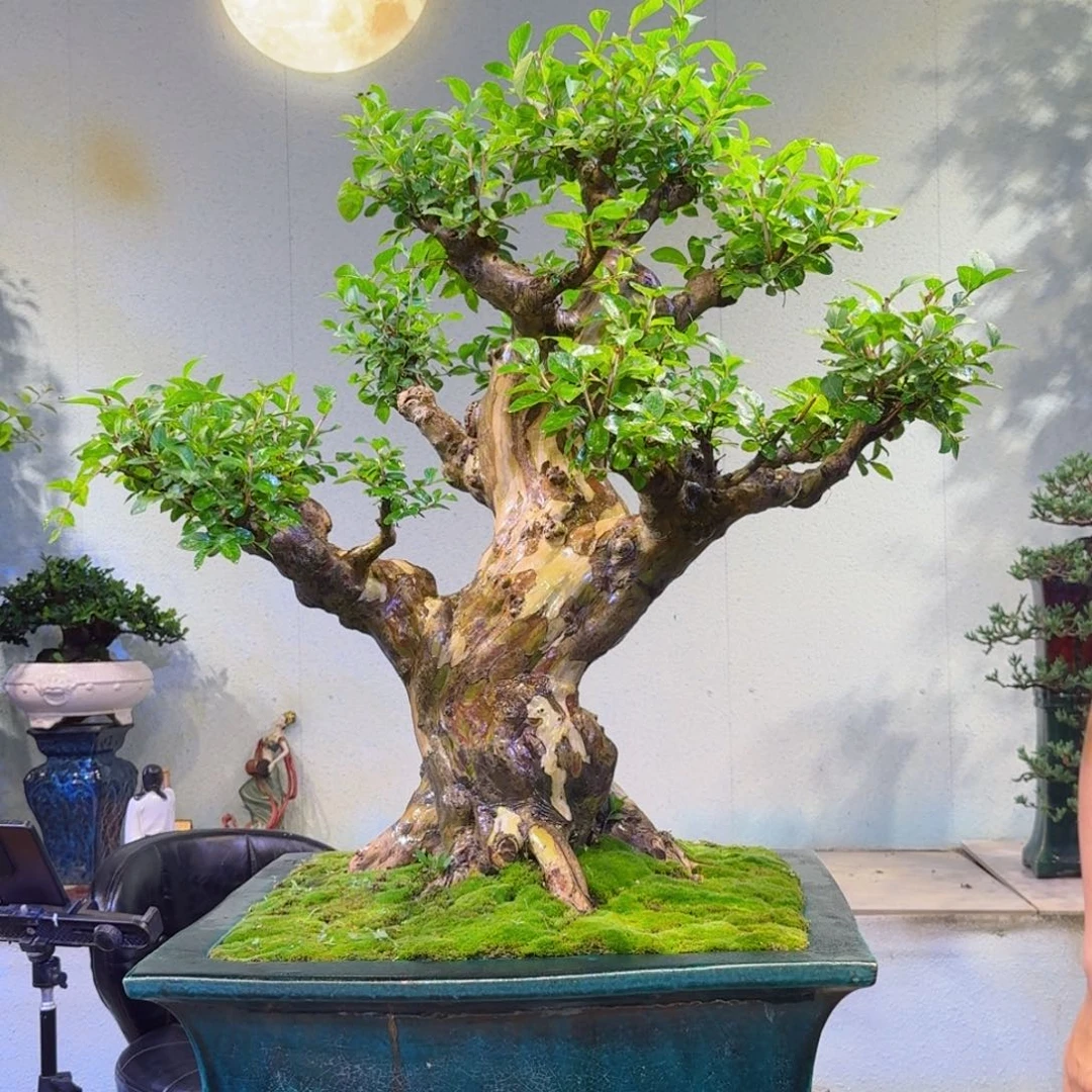 往***头无花朵原生红花紫薇