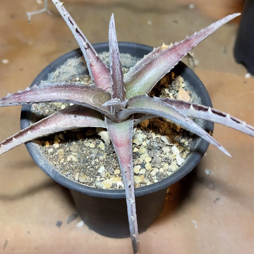 沙漠凤梨一物一拍