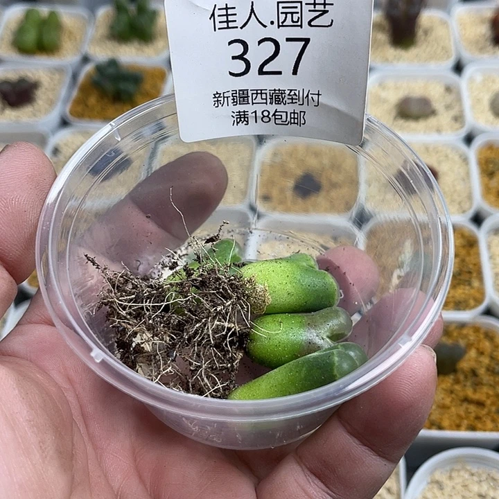 彦****佳人园艺多肉生石花327
