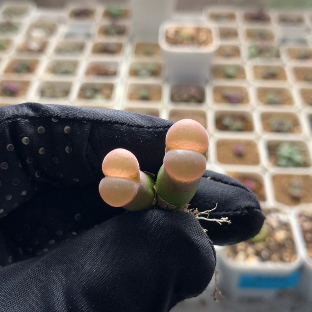 897温巴德c10母本