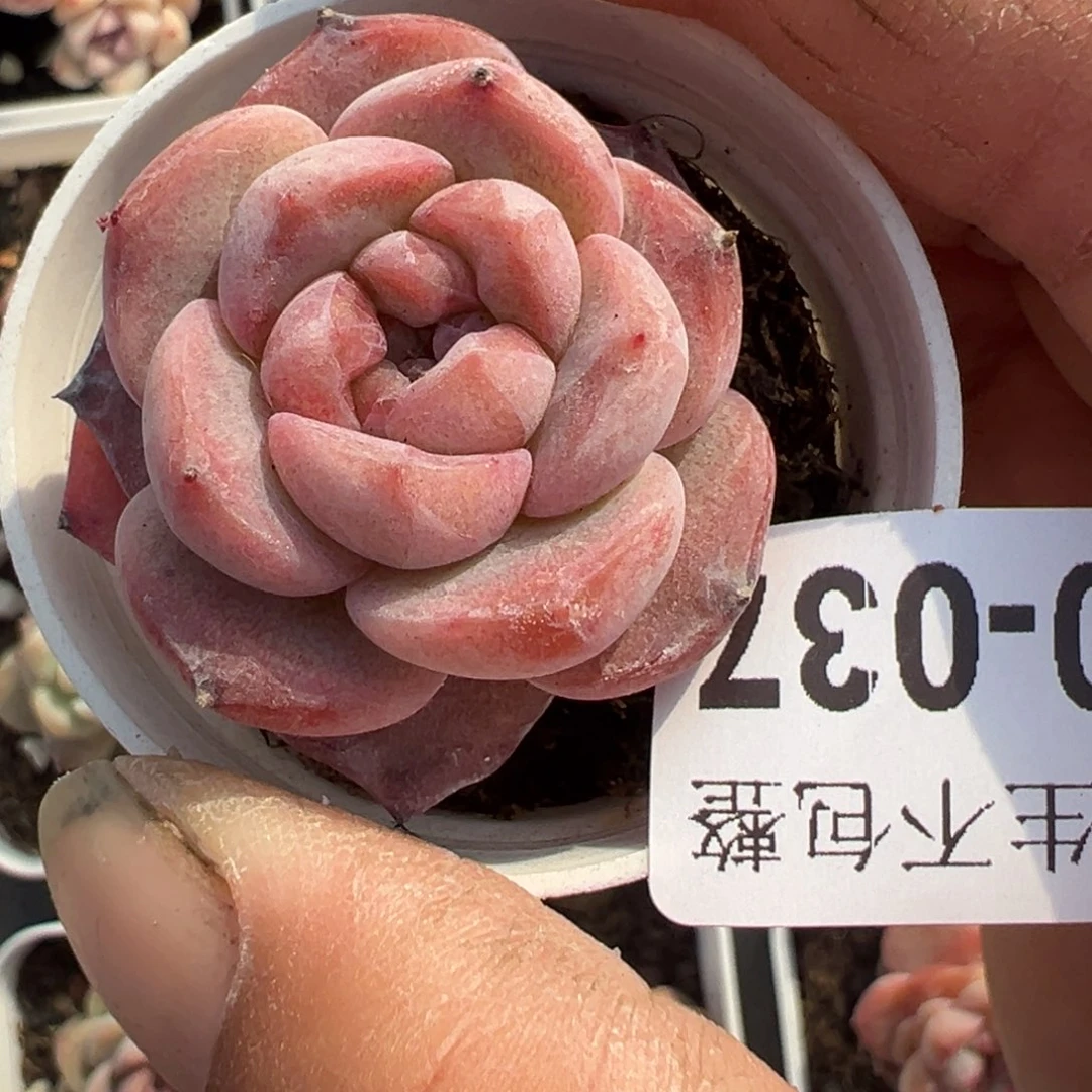 小卡拉米糖心一物一拍10-37