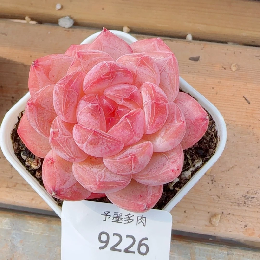 黛玉冰魄，9226多肉植物