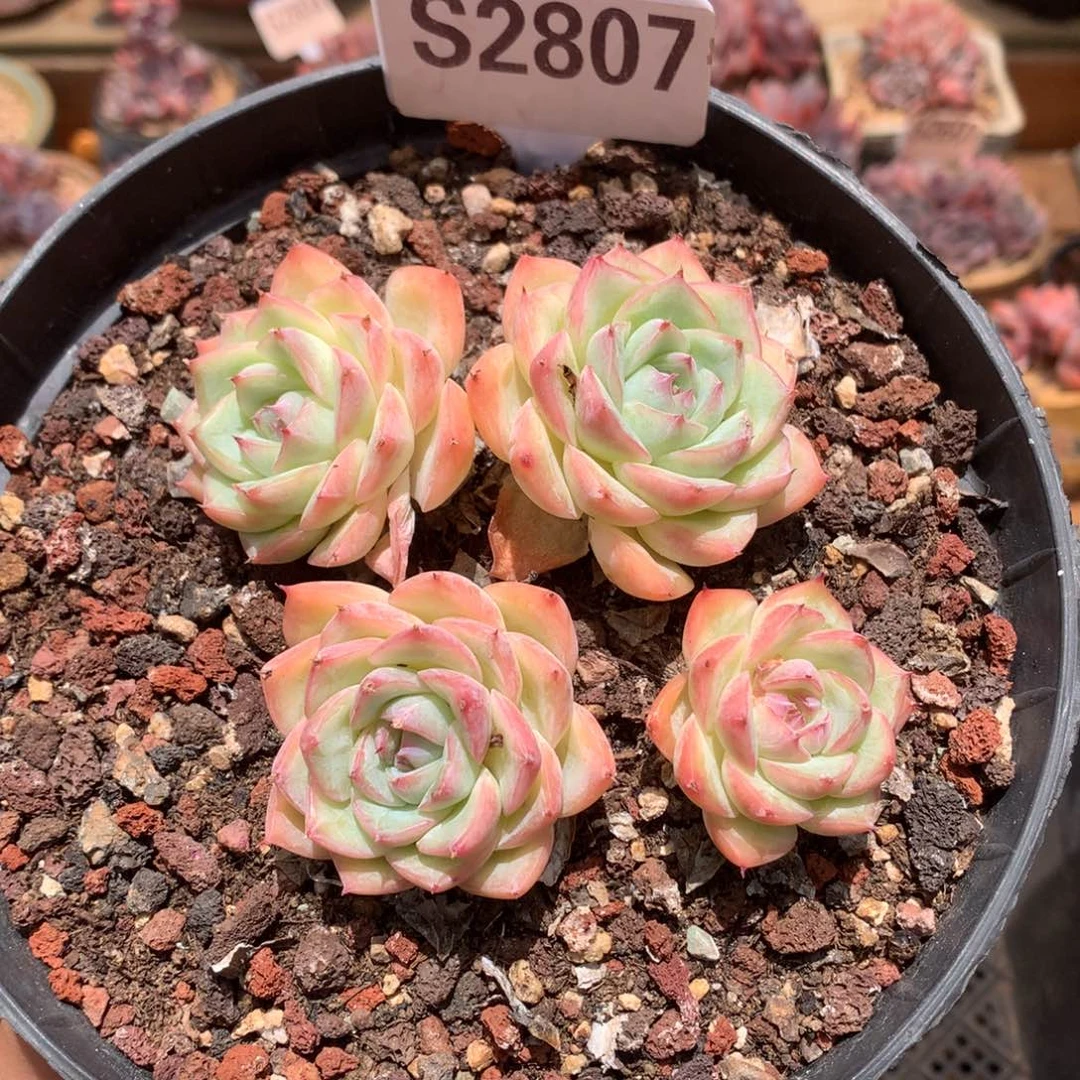 S2807 水晶玫瑰老桩 10cm