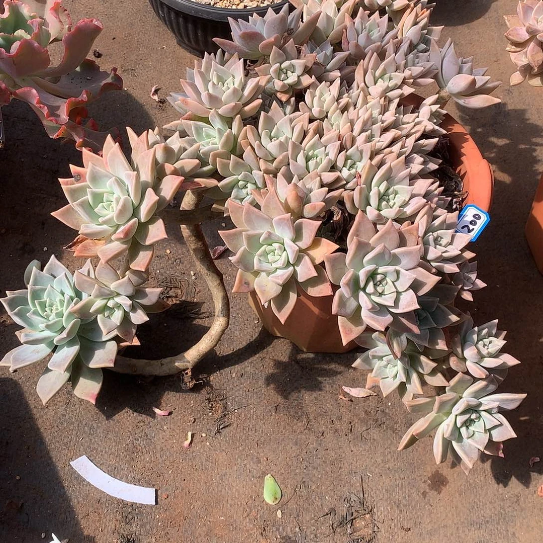 200血色黄昏 一物一拍多肉