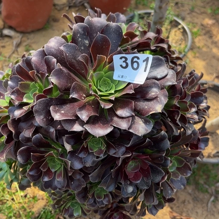 欧紫多肉植物361