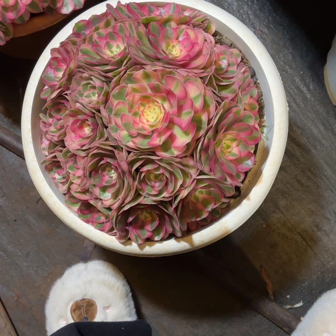 云南多肉植物倾城