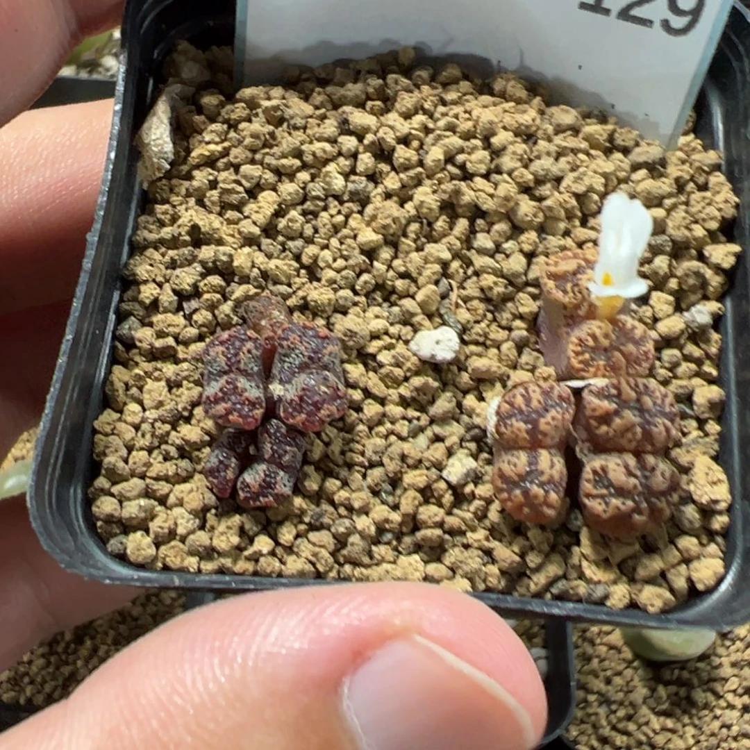 28-129肉锥多肉植物，