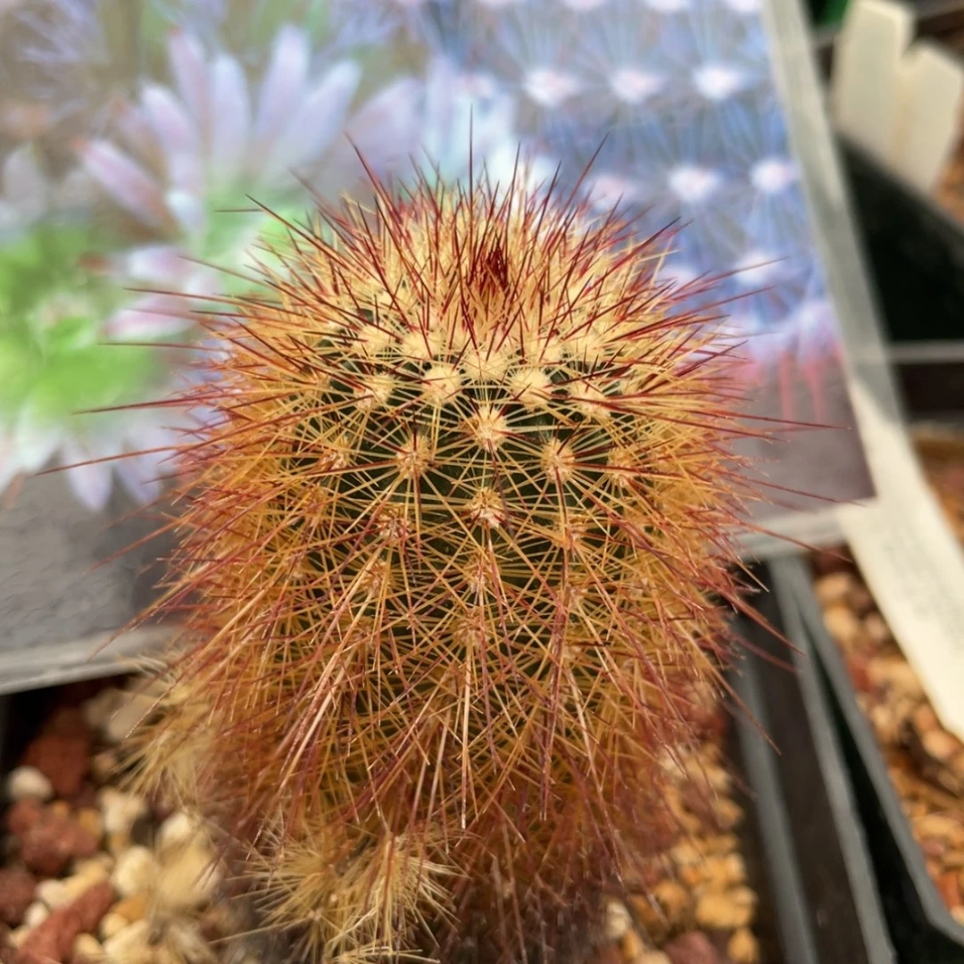 鹿角柱实生仙人球RH白红司