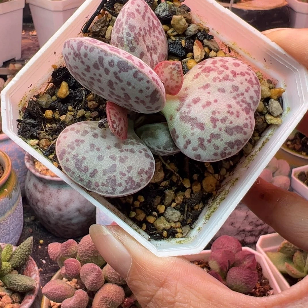 呢***好我们都在努力着改变自己和