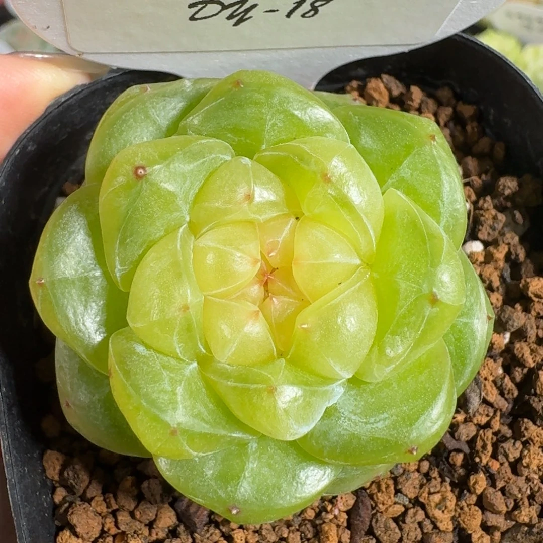 0726-018-大胖橘单头