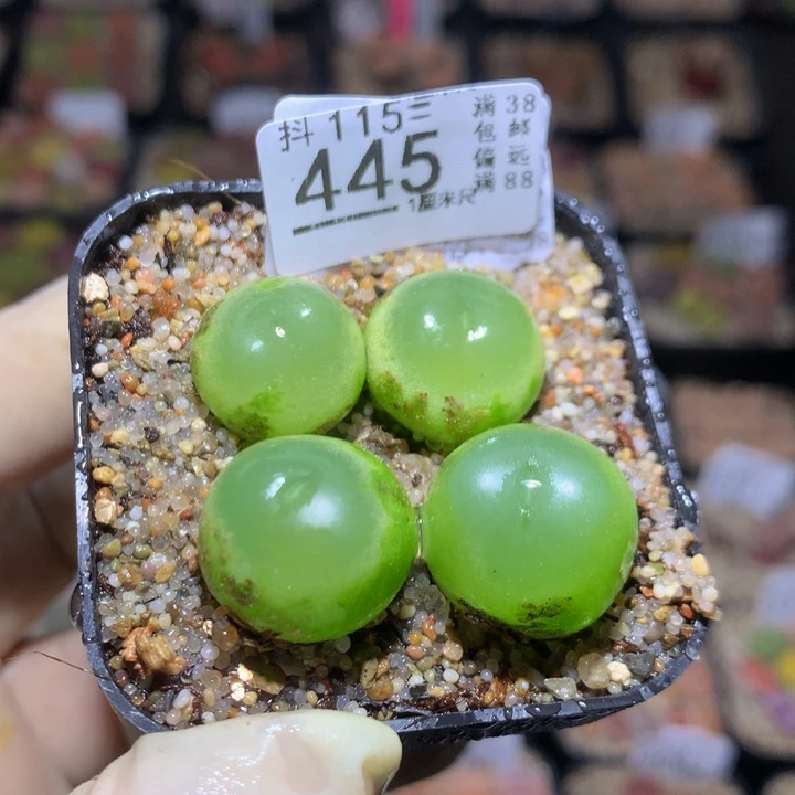 ?****?精品生石花115.445