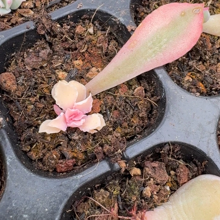 晚霞之舞一物一拍