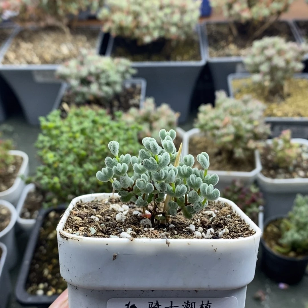 牛****气2176实生精控莱斯枝干