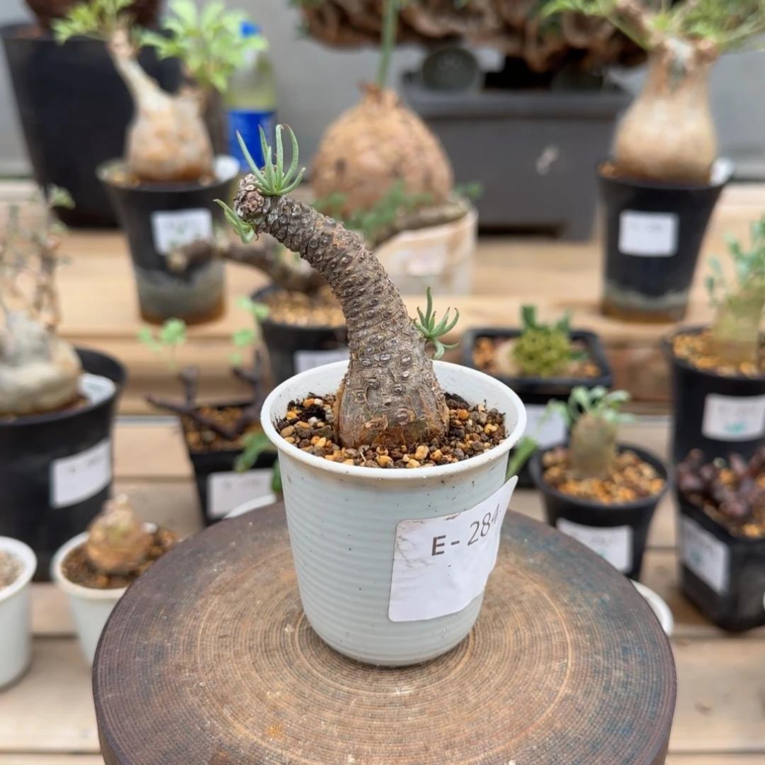 284白象奇峰锦块根植物