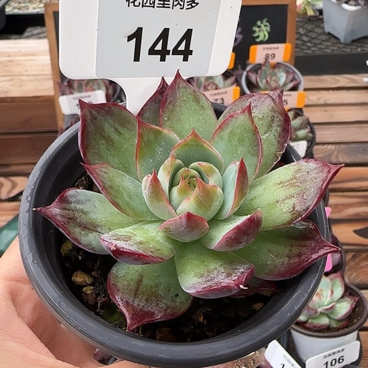 144惊鸿仙子多肉植物