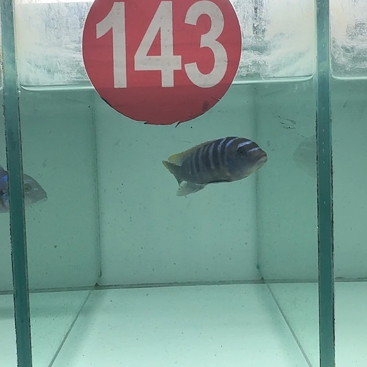 海水143号野生海格焦费恩