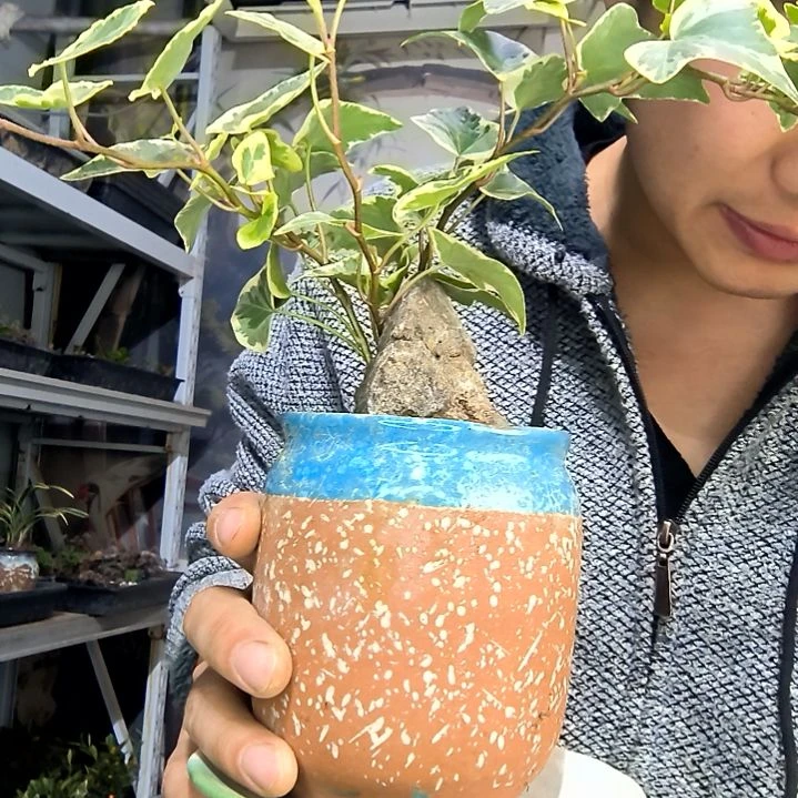 孤***影中青园艺一物一拍花438