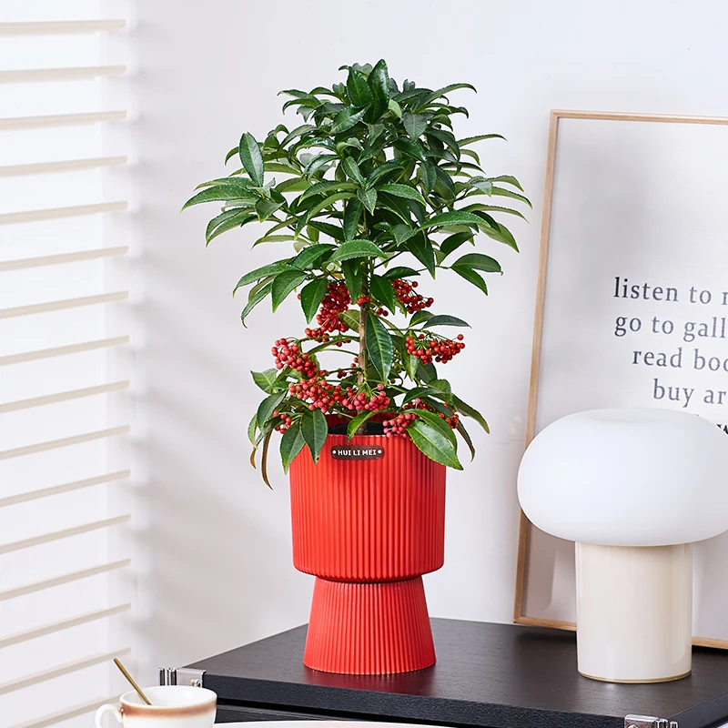 富贵籽盆栽带果发货观果植物客厅室内桌面办公室树苗绿植美观好养