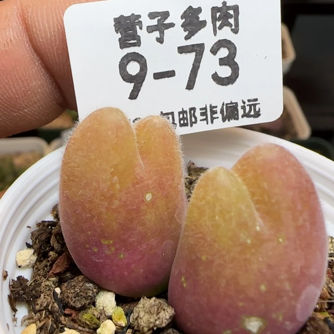 双头长毛带盆土。