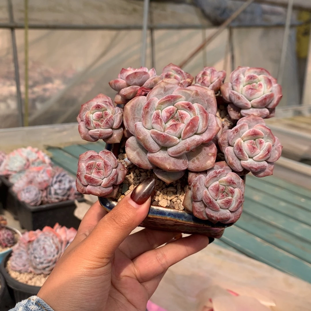 无砍哈哈哈哈哈26