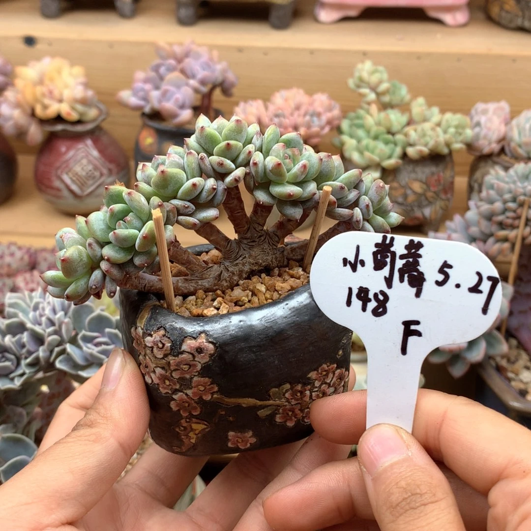 ?**蒿星星橙一物一拍整群