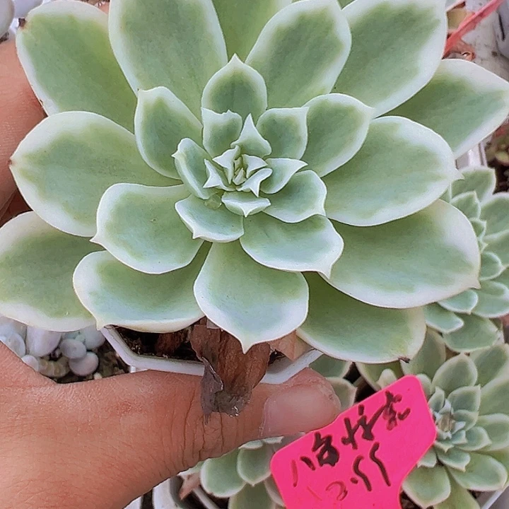 柠檬玫瑰锦19包邮