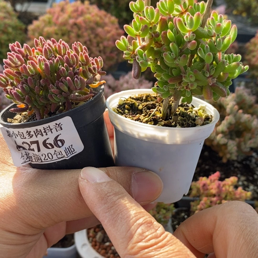 做***己红麒麟➕红宝石2766