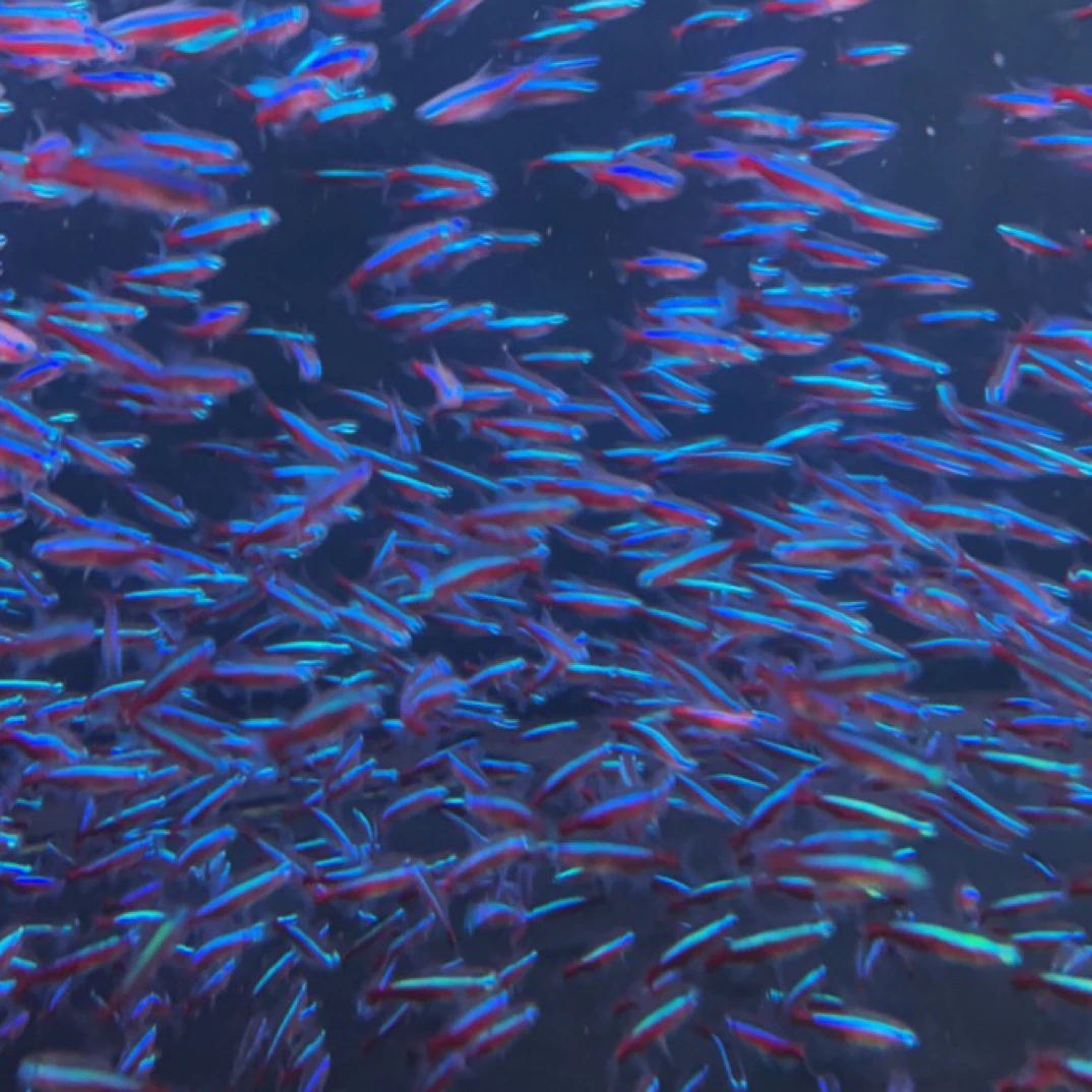 福利小宝莲灯鱼完整开箱视频报损 没有开箱视频不报损