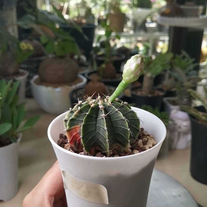 0922肋骨牡丹锦 一物一拍