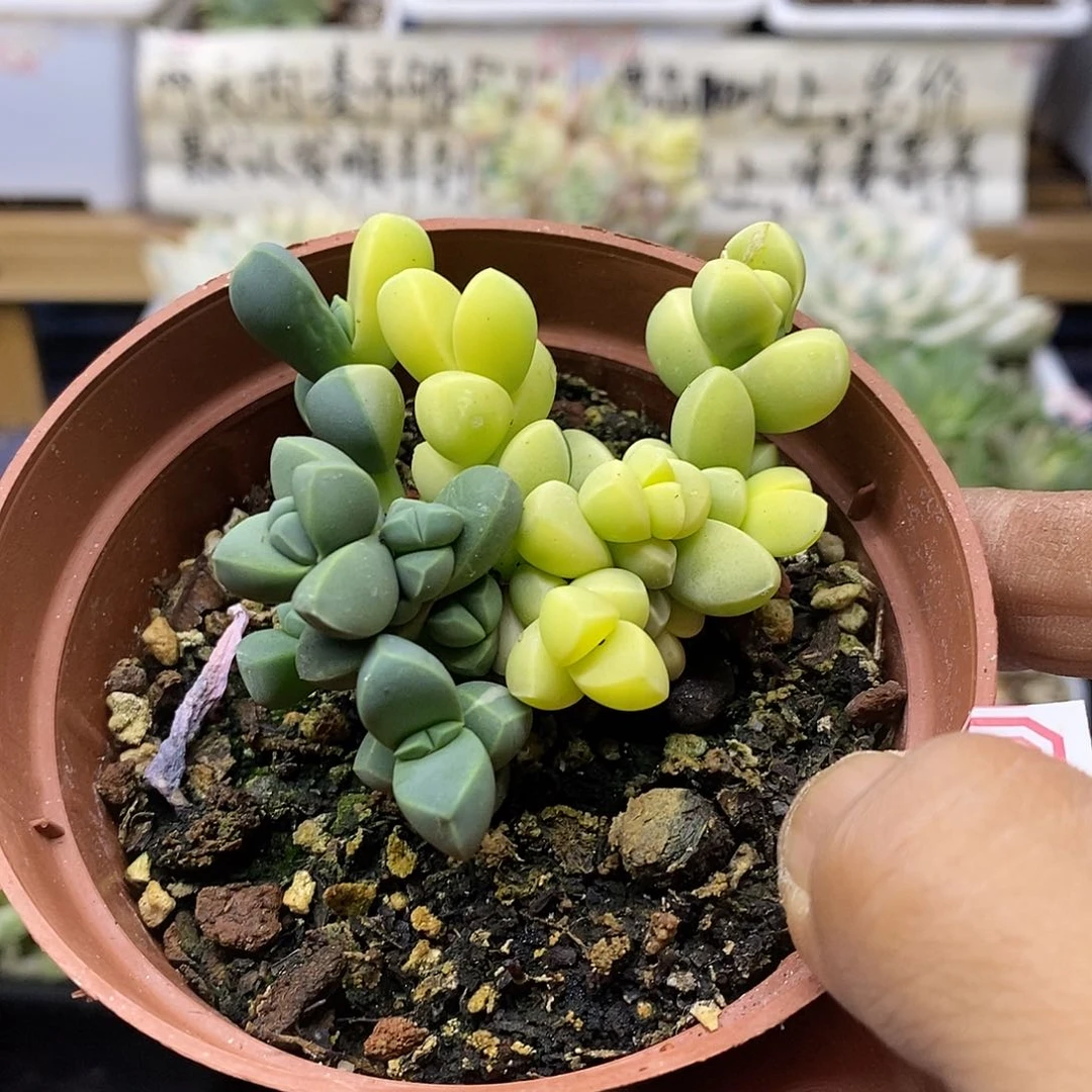 26220 鹿角海棠锦