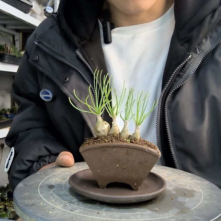 玺小盆景小植物一物一拍113