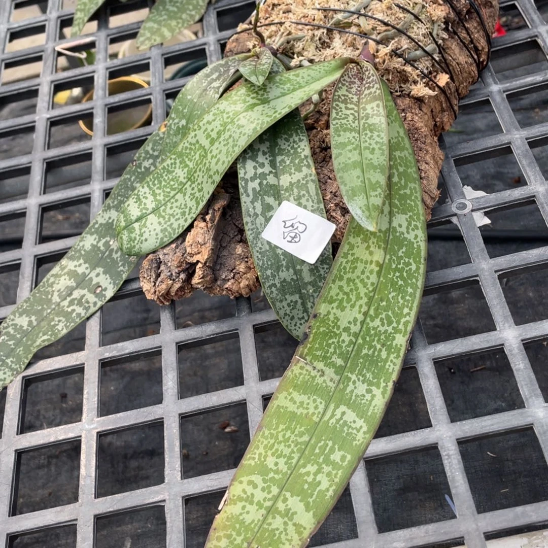 当前无花栽培后可以开花