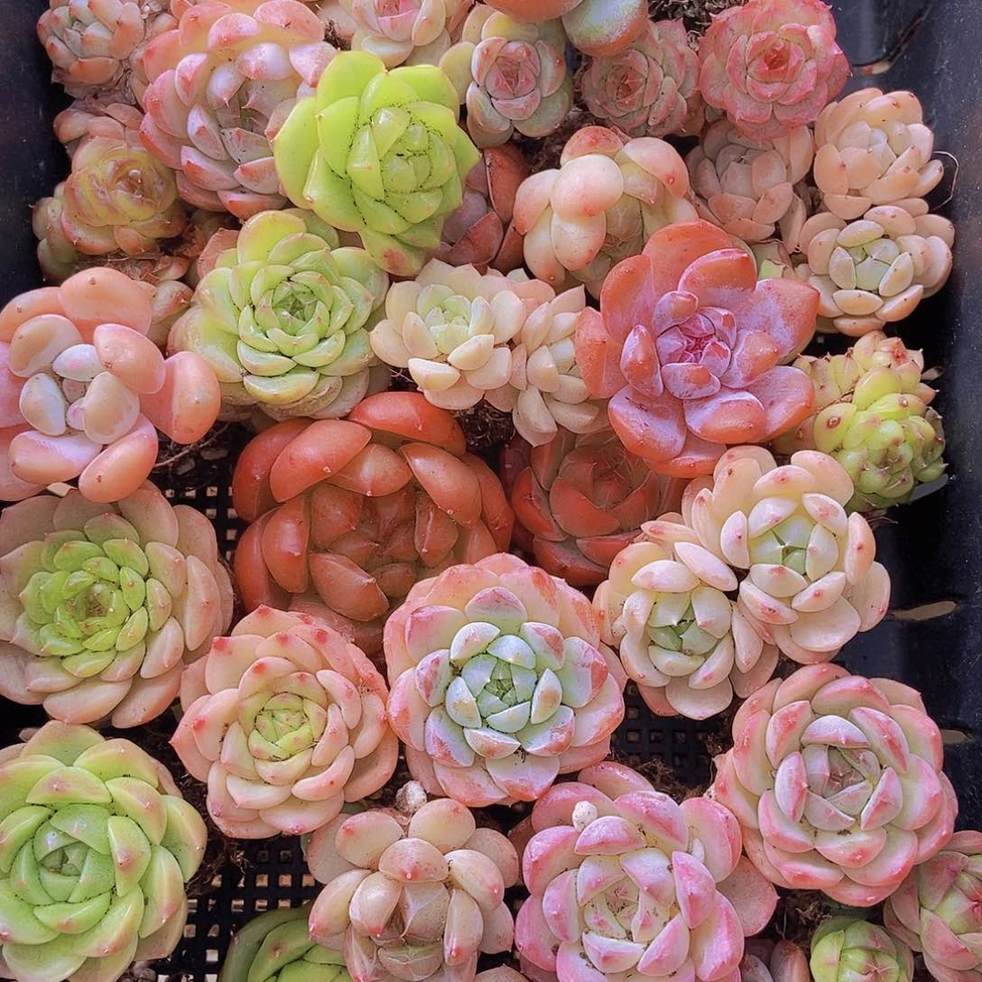 00000001量拍保底20颗