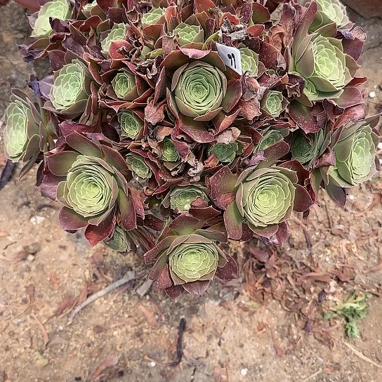 惠*99加急发明天早上八点左右