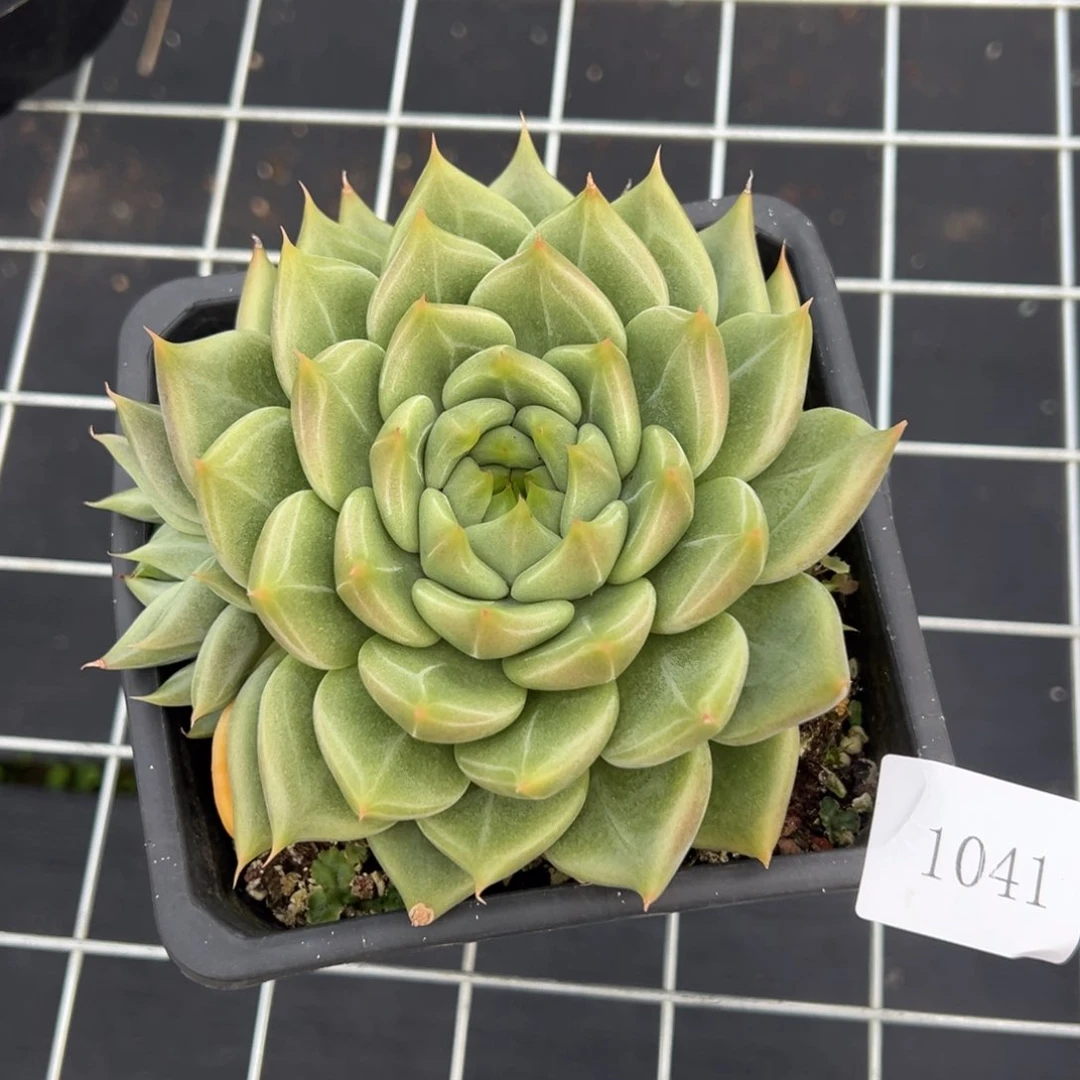 爱****@1041肉肉肉肉肉肉