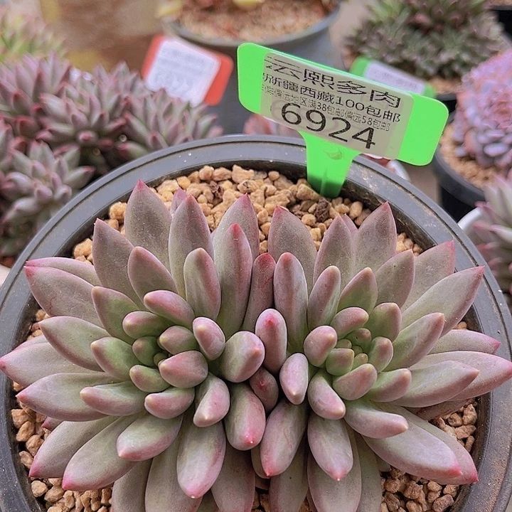 6924车厘子。