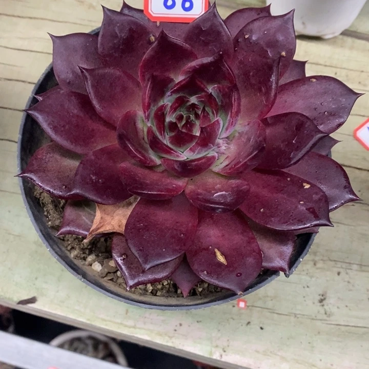 桃*一物一拍夜魔侠杂多肉86