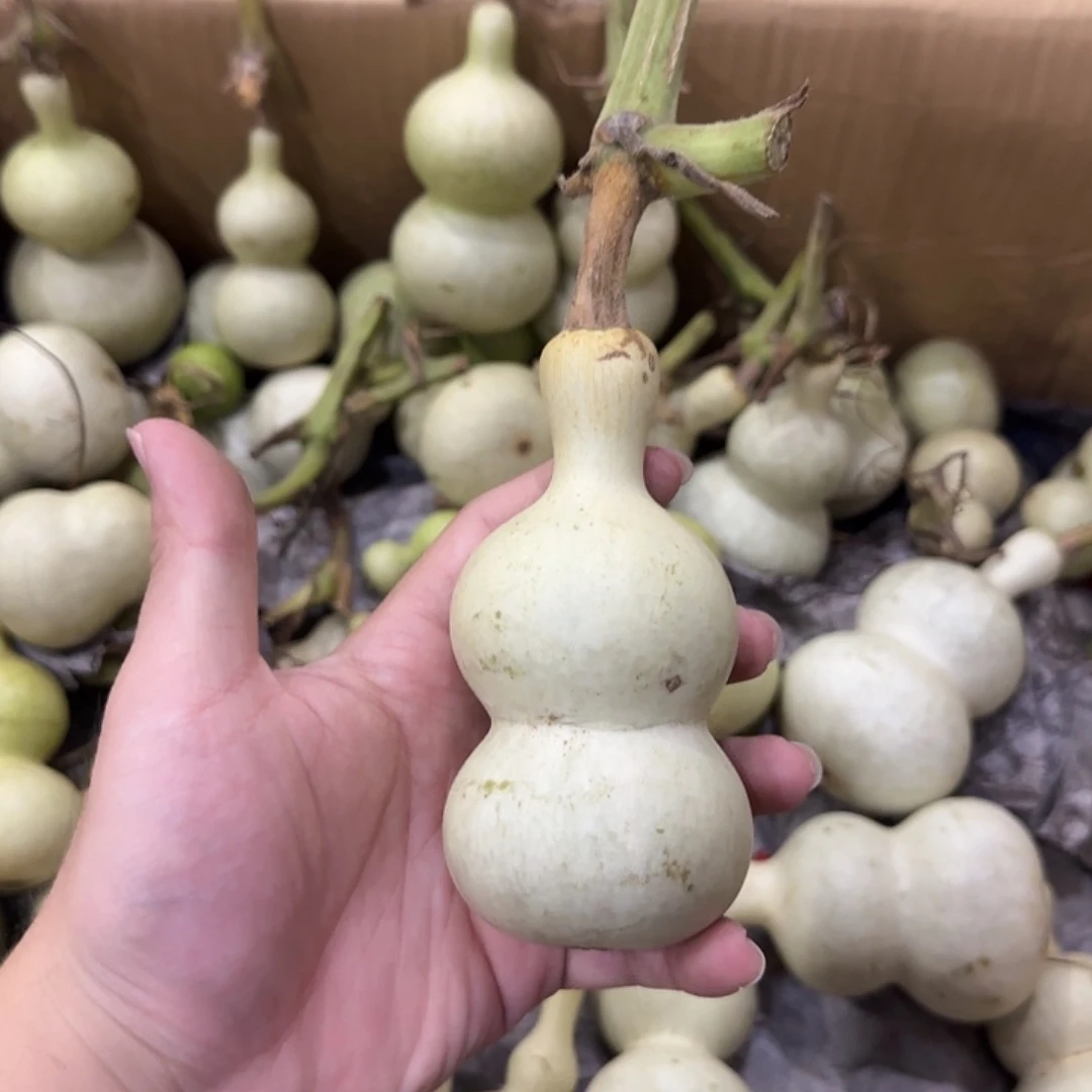 伯***1葫芦sjsksjsjsjsnsn