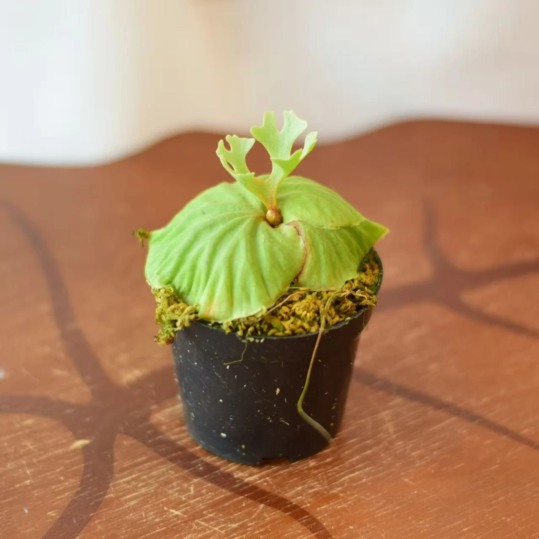 【TK】侏儒银叶亚猴鹿角蕨【盆栽】室内好养雨林热植   浇浇植物x图克