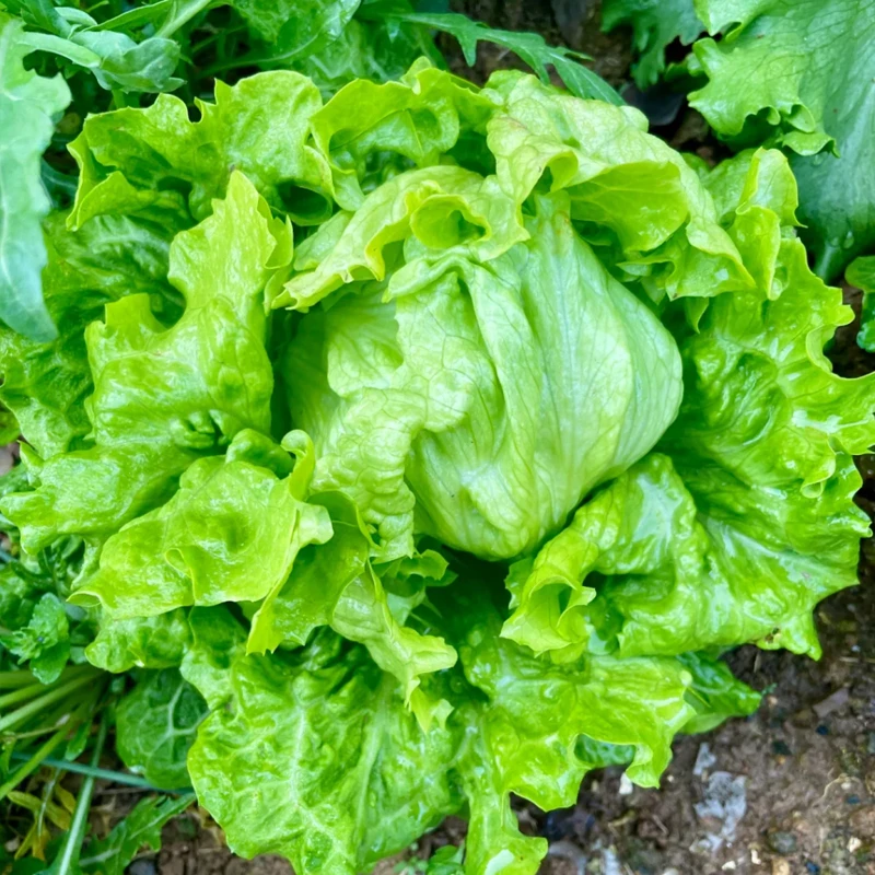 意大利生菜种子种籽大全四季冬季蔬菜孔雀菜孑籽种菜籽奶油苗生菜