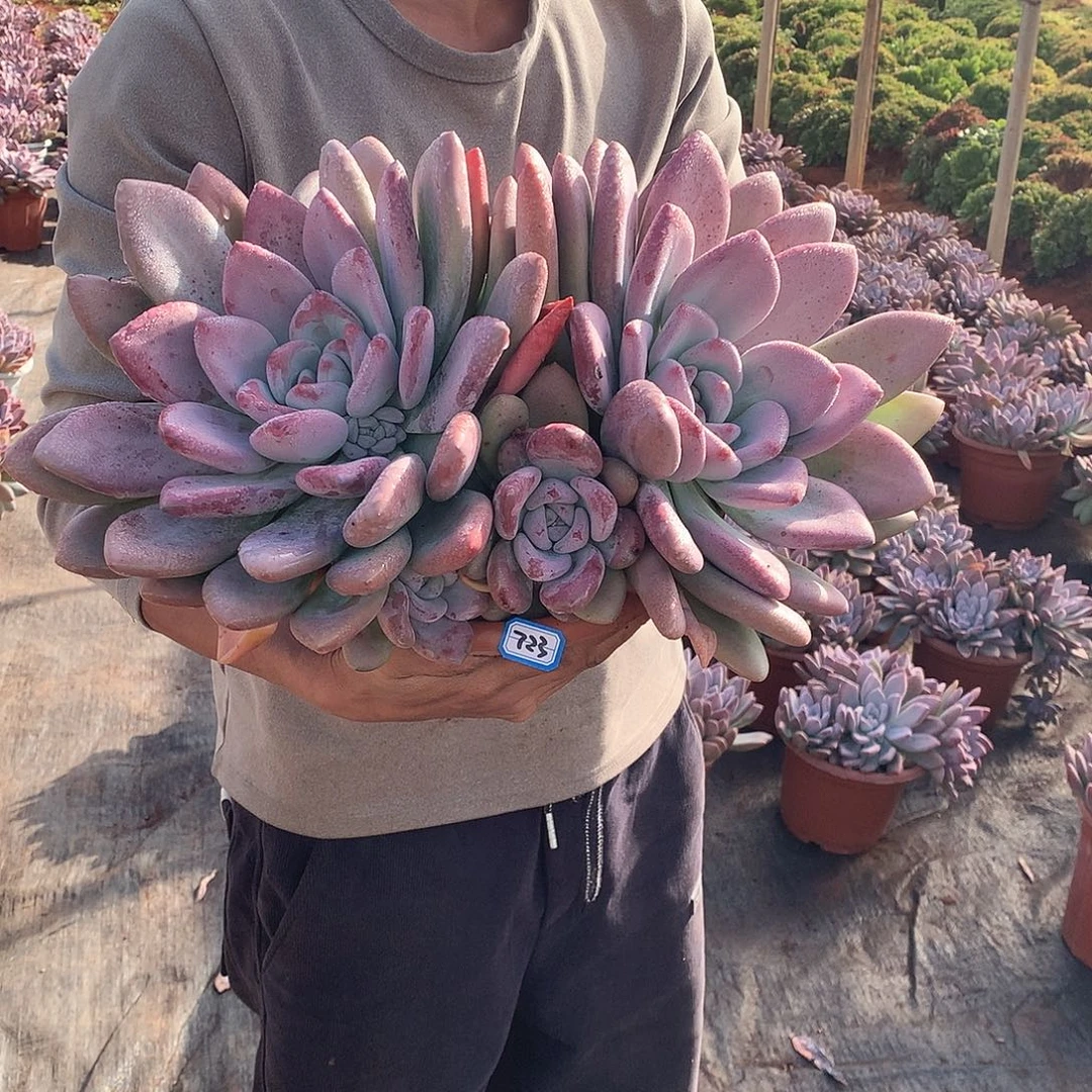 723 奥普 一物一拍