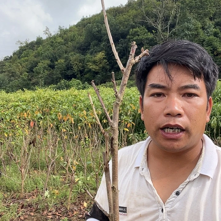 当前无花栽培后可以开花44
